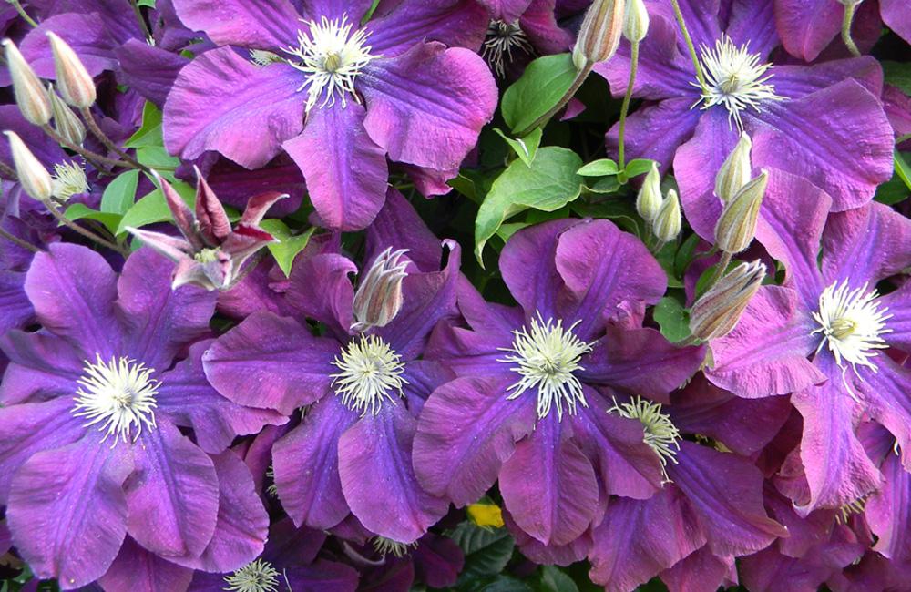 ดอกไม้แจ็คแมน