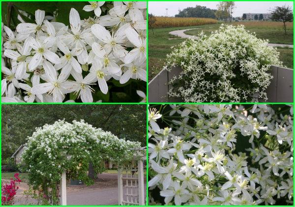 เคลมาติส แมนจูเรียนัม