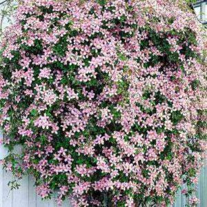 คำอธิบายและการตัดแต่งกิ่ง Clematis Mountain เทคโนโลยีการปลูกและการดูแล