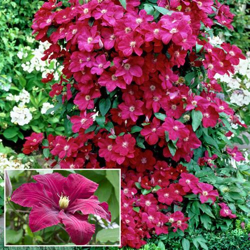 เคลมาทิส ไนโอเบ