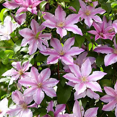 Clématite Pink Fantasy