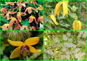 คำอธิบายพันธุ์ไม้เลื้อย Tangut ที่ดีที่สุด การปลูก การเจริญเติบโต และการดูแลรักษา