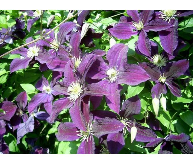 เมโลดี้แห่งอวกาศ