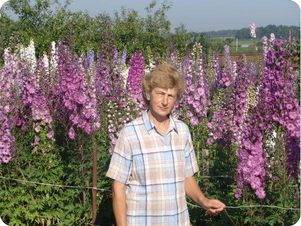 delphinium de Nouvelle-Zélande