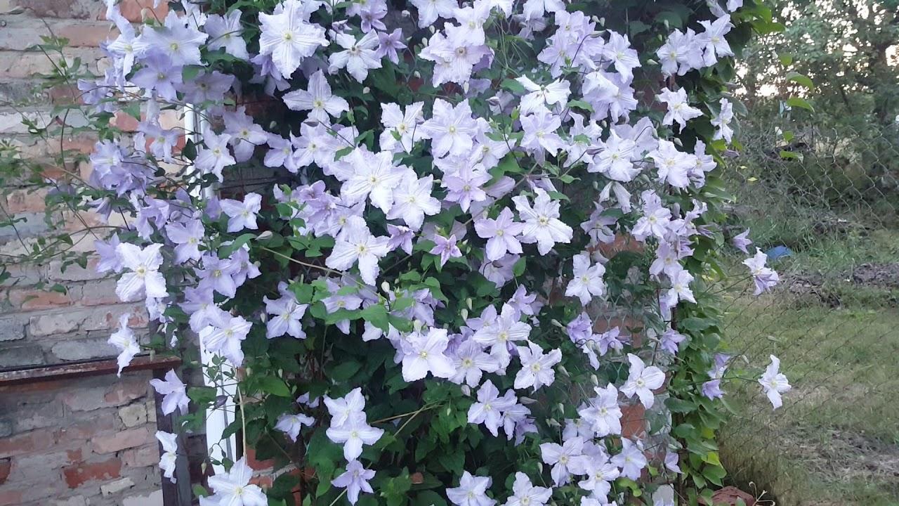 clématite bleue