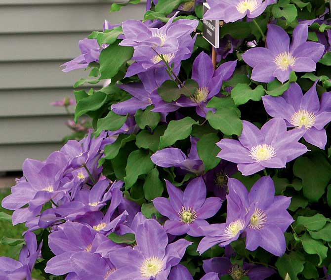 Clématite Jacquemant
