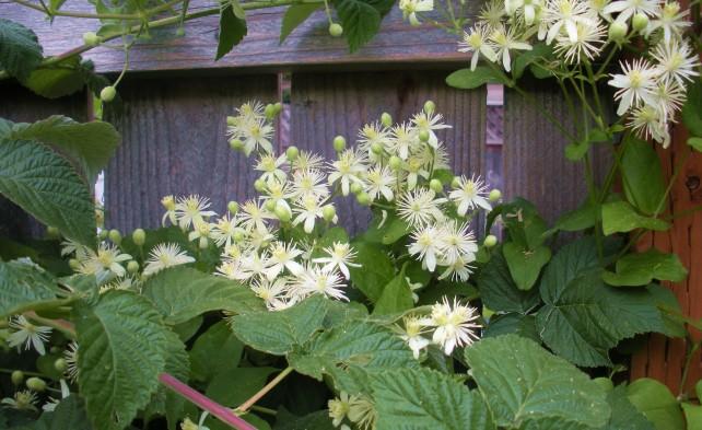 ไม้เลื้อยจำพวกเถา