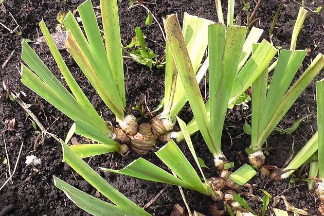 การขยายพันธุ์ดอกไม้