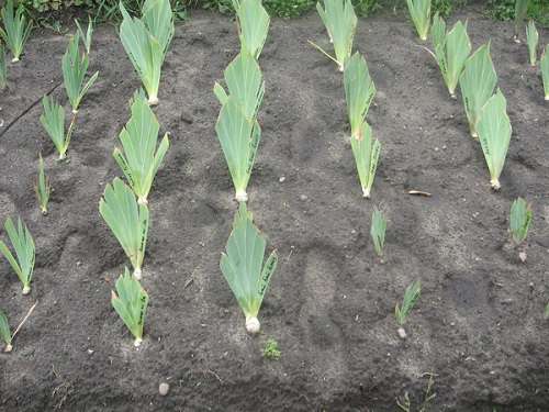 การปลูกดอกไม้