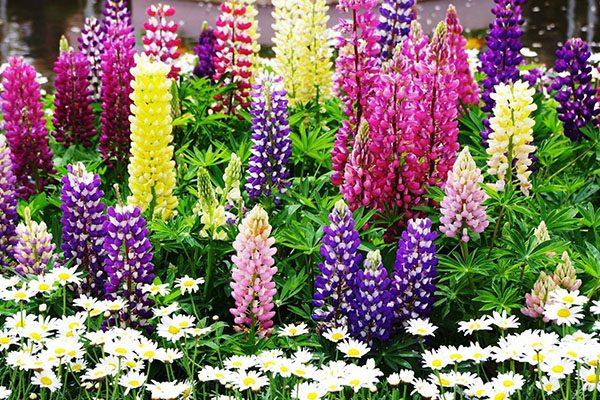 delphinium de Nouvelle-Zélande