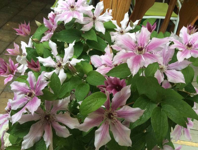 Clématite Pink Fantasy