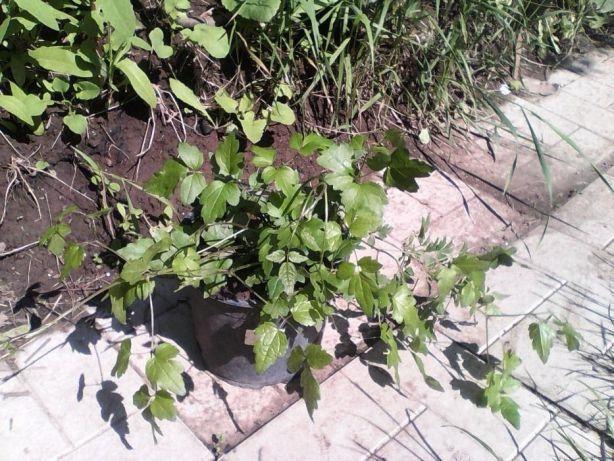 การตัดแต่งดอกไม้