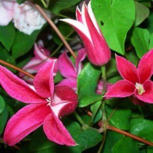 ลักษณะและการตัดแต่งกิ่งของไม้เลื้อยตระกูลเจ้าหญิงไดอาน่า การปลูกและการดูแล