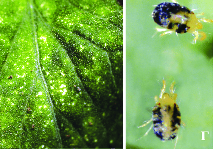 ไรเดอร์