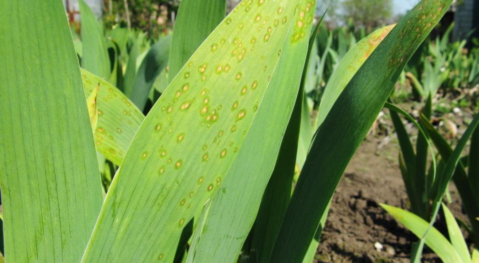 ดอกไม้ป่วย