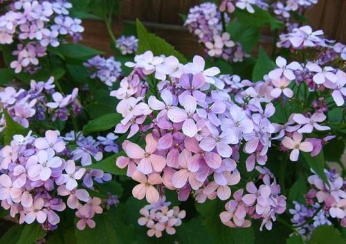 faire revivre la lunaria