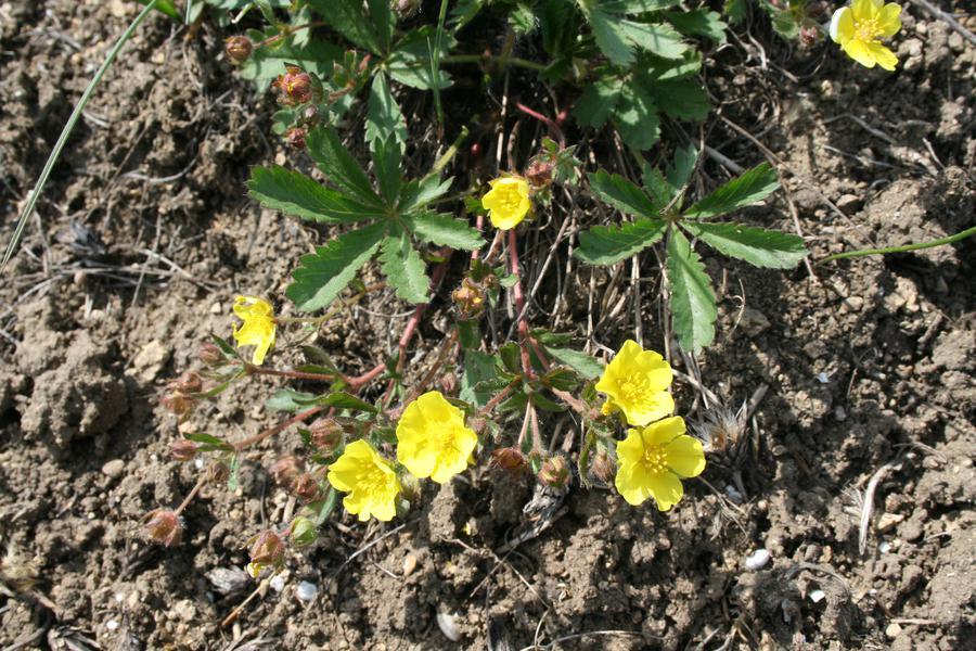 โพเทนทิลลา กราบลง