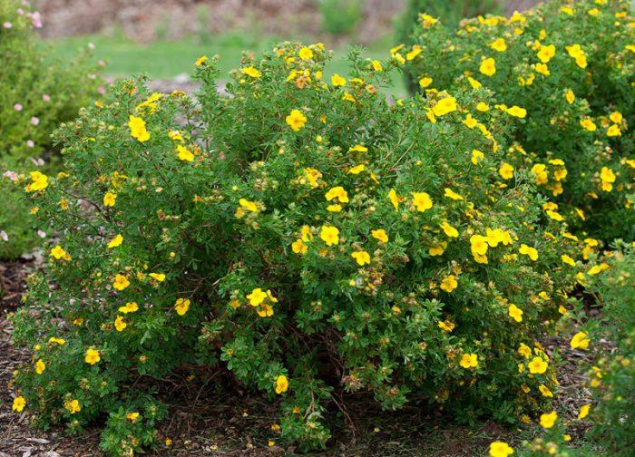 การปลูกและดูแล Potentilla ในพื้นที่โล่ง