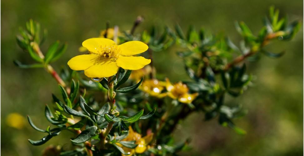 ดอกไม้ซินควิฟอยล์