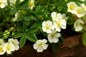 สรรพคุณและข้อห้ามของหญ้าฝรั่นขาว กฎการใช้