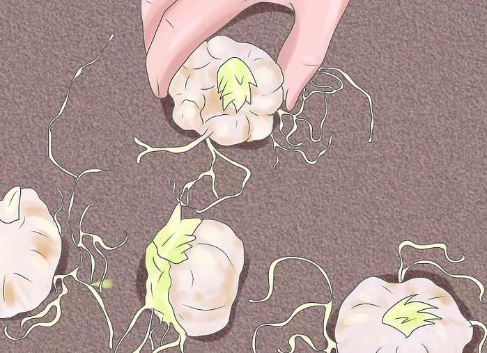 หัวลิลลี่