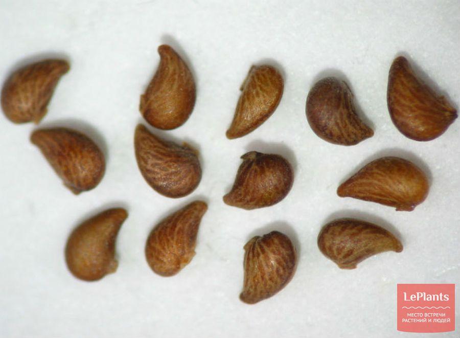 เมล็ดซินควิฟอยล์