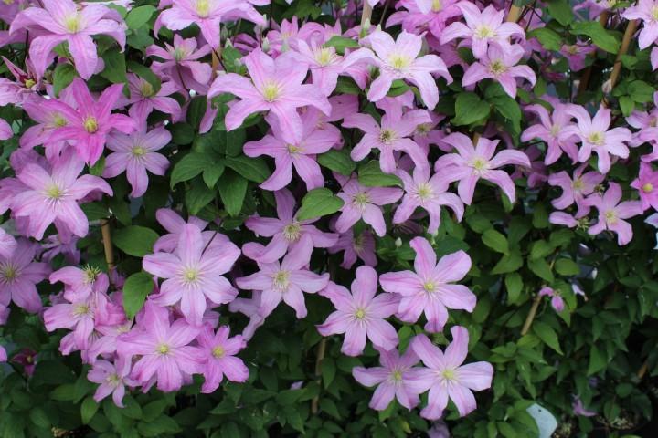 clématite de bouchot