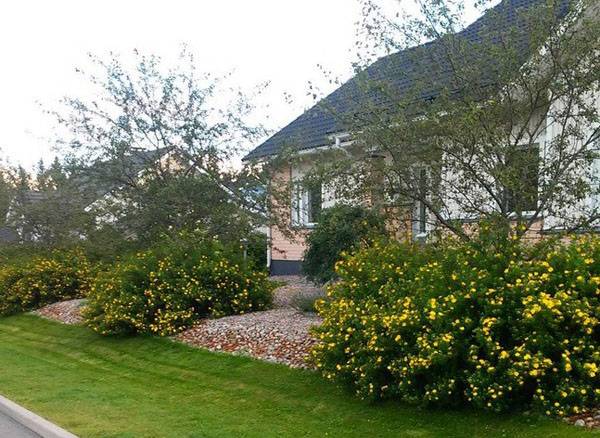 การปลูกและดูแล Potentilla ในพื้นที่โล่ง