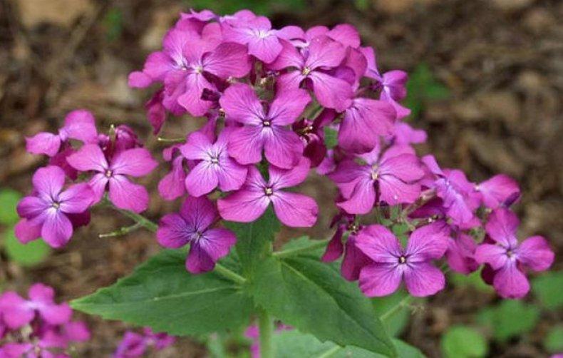 faire revivre la lunaria