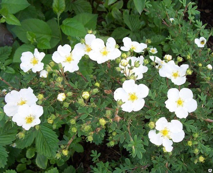 ซินคฟอยล์ต้นแอบบอตส์วูด