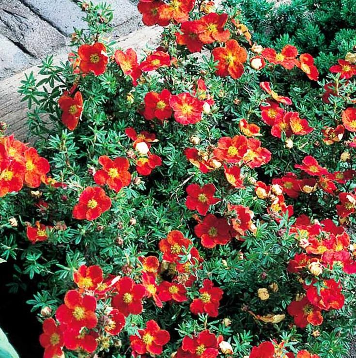 ใบซินคฟอยล์สีส้ม