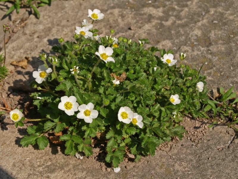 ซินคฟอยล์แคระ