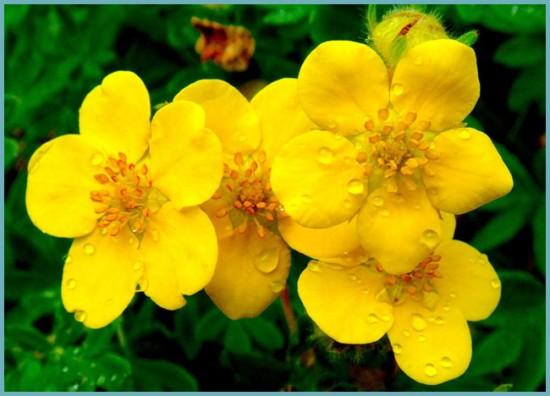 การปลูกและดูแล Potentilla ในพื้นที่โล่ง