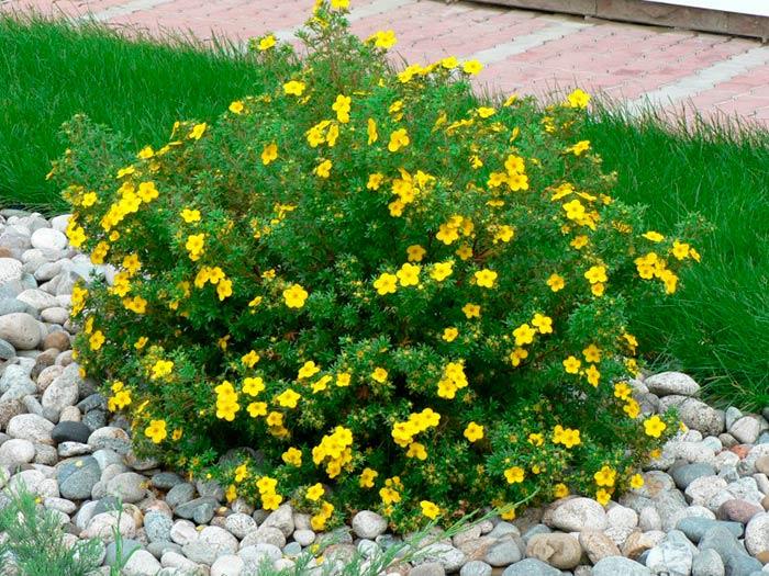 ไซบีเรียนและคูริล