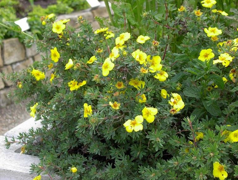 ซินคฟอยล์แคระ