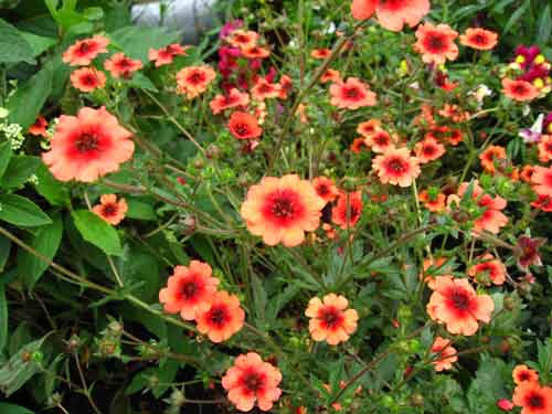 โพเทนทิลลา เฮอร์บาซิโอซา