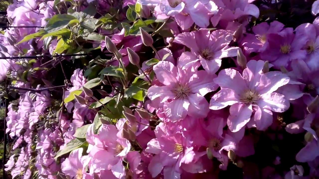 clématite de bouchot