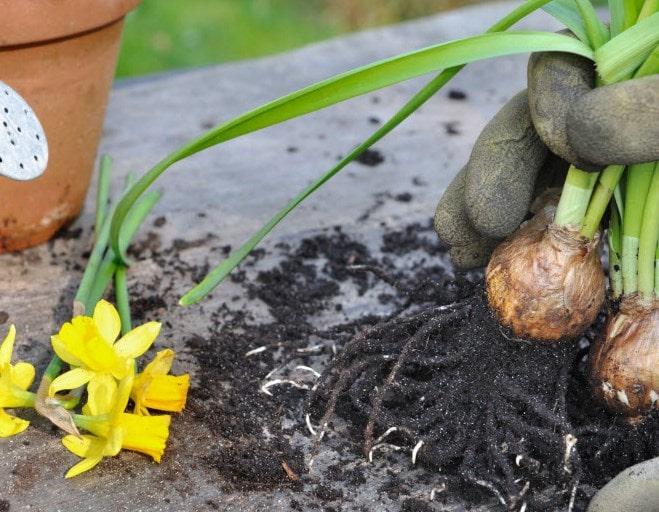 การปลูกดอกไม้