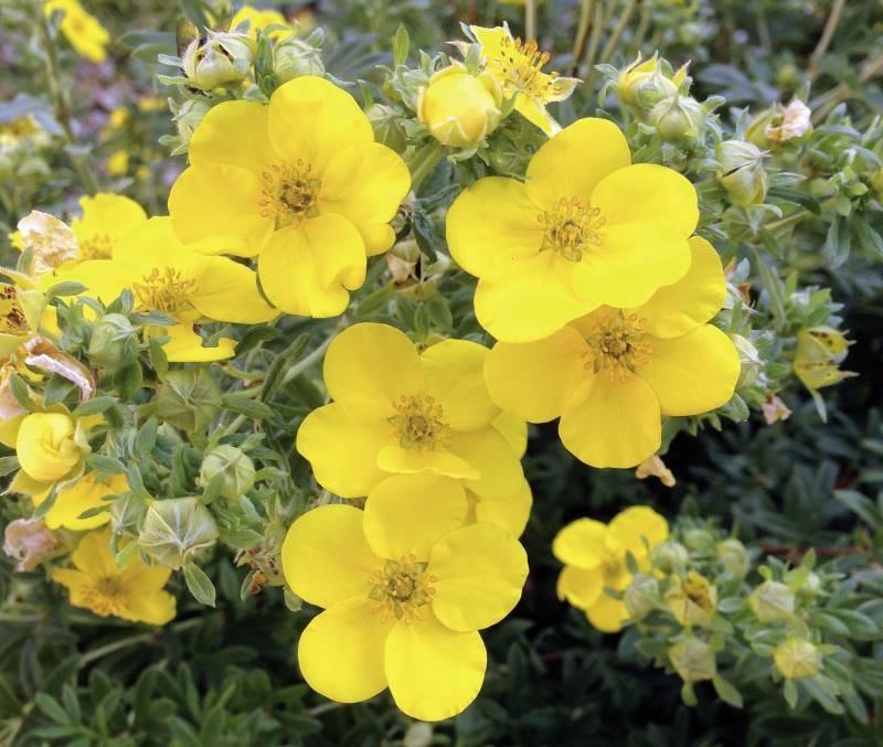 การปลูกและดูแล Potentilla ในพื้นที่โล่ง