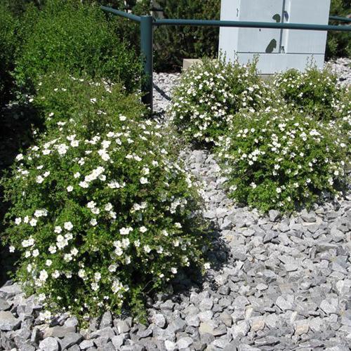 ซินคฟอยล์ต้นแอบบอตส์วูด