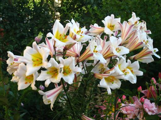 ลิลลี่ รีเกล