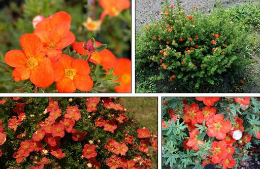 ใบซินคฟอยล์สีส้ม