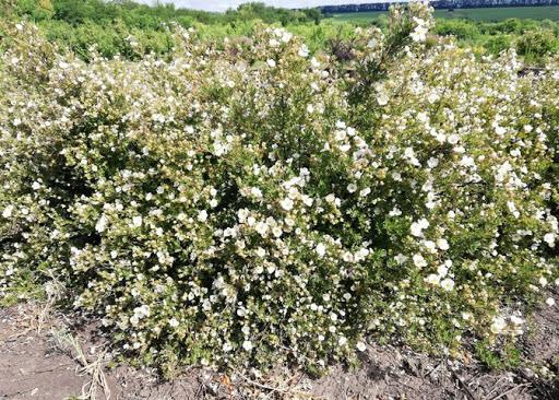 ซินคฟอยล์ต้นแอบบอตส์วูด