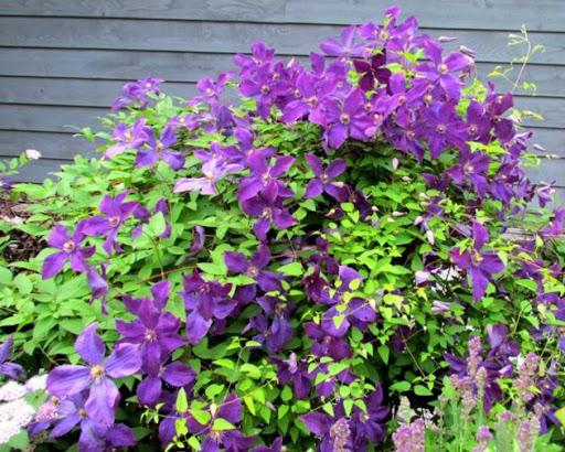 น้ำยาขัดเงาไม้เลื้อยจำพวกเคลมาติส