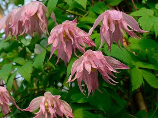 ไม้เลื้อยจำพวกกลีบใหญ่