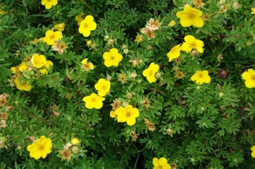 การปลูกและดูแล Potentilla ในพื้นที่โล่ง