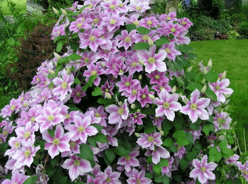 เคลมาทิส พีลู