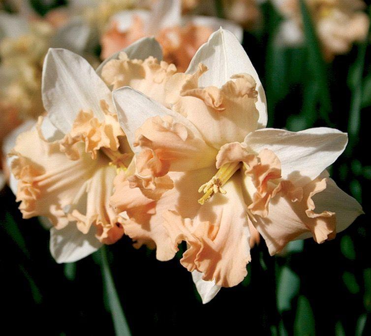 นาร์ซิสซัส วอลทซ์