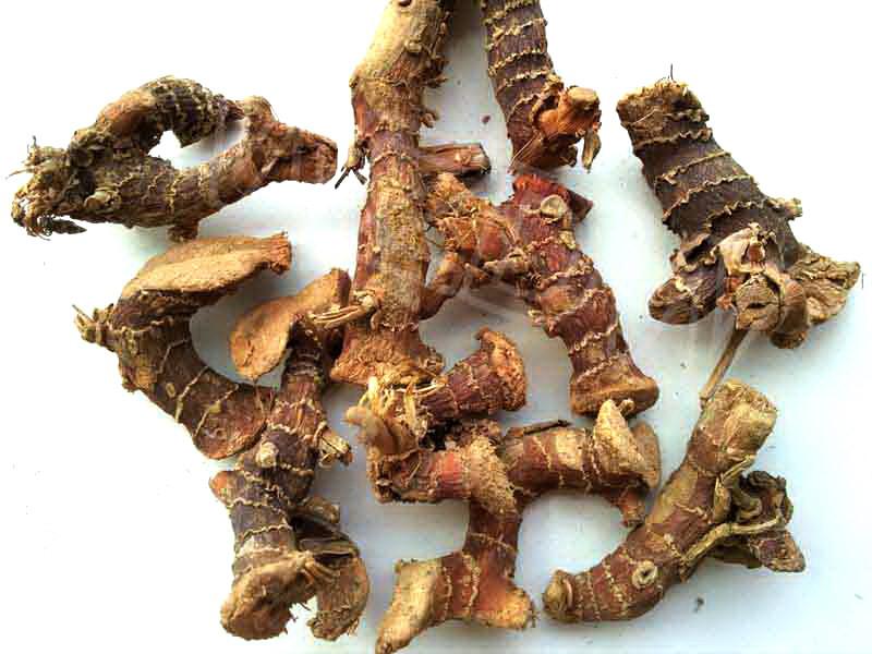 รากโพเทนทิลลา อีเร็กตา