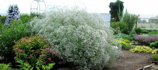 Gypsophila paniculata
